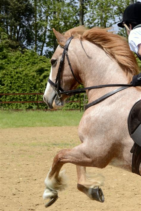 Strawberry Roans, horse, hest, beautiful, cute, photo. | Horses, Horsey ...