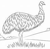 Largest Emu Coloring Page  Free Printable Pages For Kids sketch template