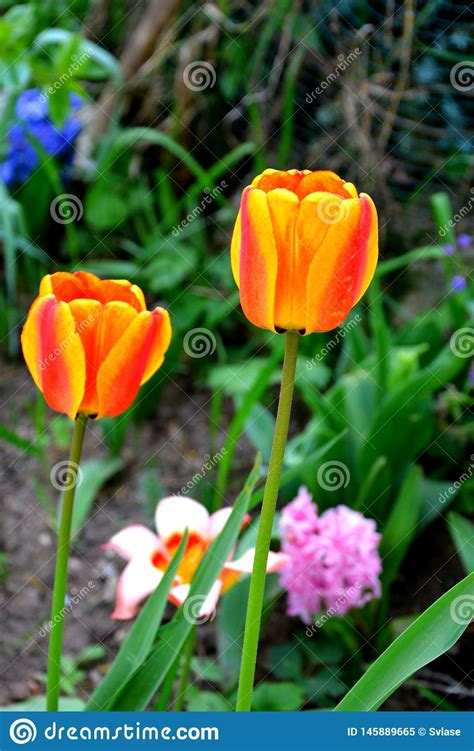 Nice Tulips. Nice Flowers in the Garden in Midsummer, in a Sunny Day ...