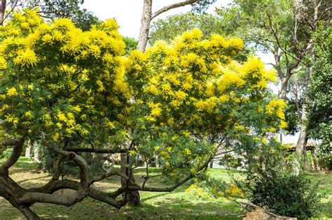 Mimosa Tree - Pros & Cons For Growing | Horticulture.co.uk