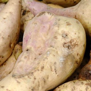 Sweetpotato: Reniform nematode damage | Deformity of root ca… | Flickr