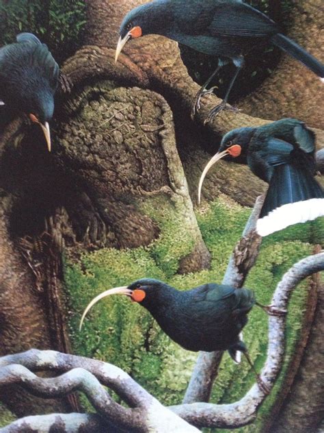 The Huia - the royal bird of the Maori. Last official sighting 1907. (Painting by Paul Martinson ...