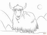 Yak coloring page  Free Printable Coloring Pages sketch template