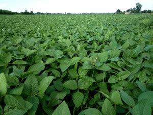 Soybean food plots for deer – Bartylla's Whitetail Habitat Plans