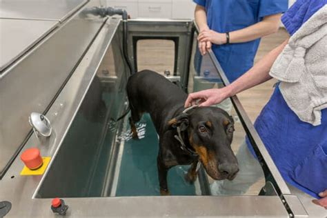 Discover the Benefits of an Underwater Treadmill for Dogs - Dr. Buzby's ...