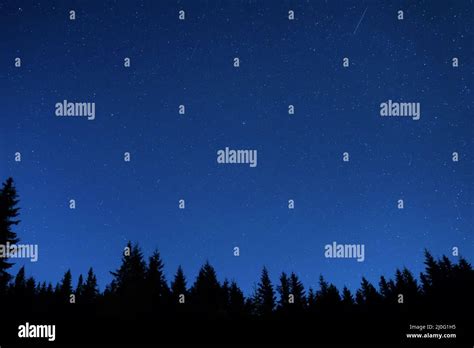 Forest under night sky with stars Stock Photo - Alamy