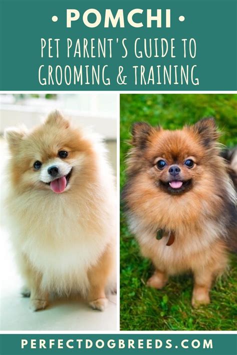 Pomchi Grooming & Training | Pomchi dogs, Chihuahua breeds, Dog care