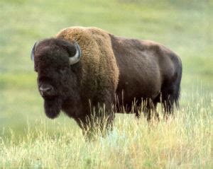 Oklahoma State Animal, American Buffalo or Bison (Bison bison), from NETSTATE.COM