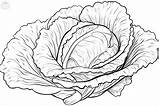 Lettuce Coloring Pages sketch template