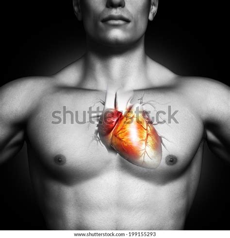 Human Heart Anatomy Illustration Black White Stock Illustration ...