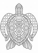 Turtle Coloring Pages  ColoringBay sketch template