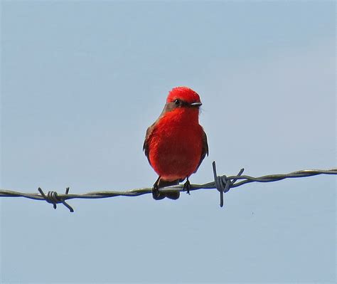 Chris's 2012 Bird-a-Day Blog: February 20 - Vermillion Flycatcher