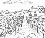 Free Vineyard Coloring Pages – Corner sketch template