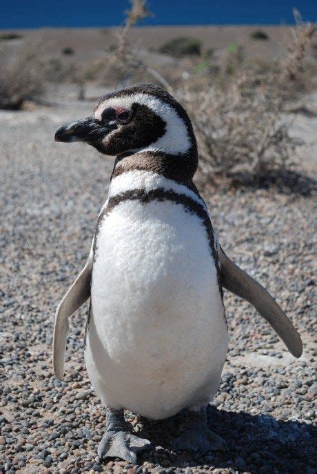 ¡Pingüinos! | Coast, Argentina, Penguins