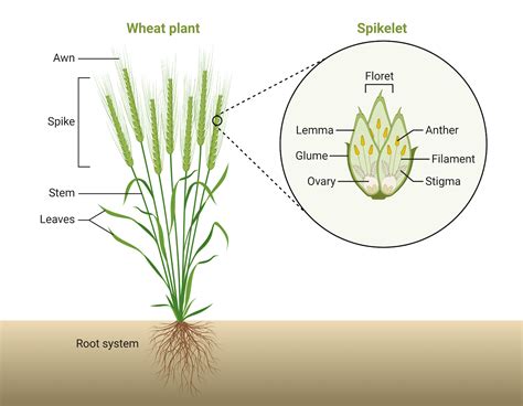 Wheat Plant