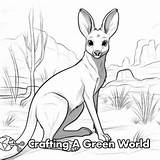 Wallaby Coloring Pages  Free & Printable sketch template