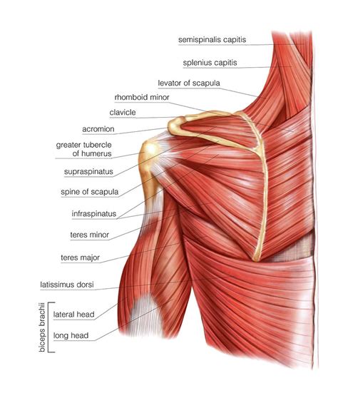 Shoulder Muscles Diagram Labeled List Of Skeletal Muscles Of The | Sexiz Pix