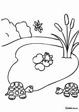 Pond Life Coloring Pages  Nation sketch template