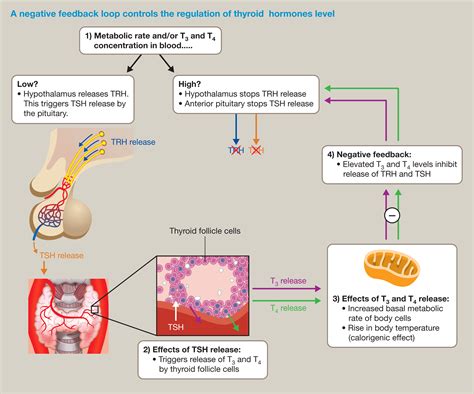 can urgent care check thyroid levels - zack-polemeni