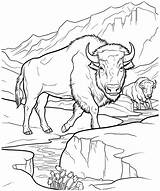 American bison coloring Page For Adults Vector Illustration 25535936  sketch template