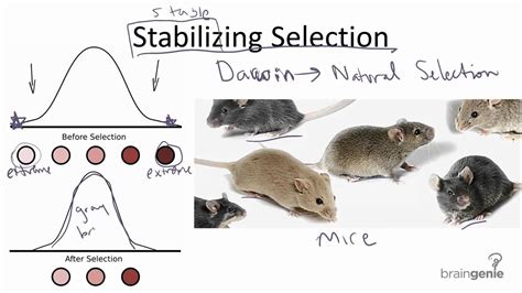 12.3.1 Stabilizing Selection - YouTube