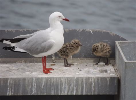 Silver Gulls nesting | BIRDS in BACKYARDS