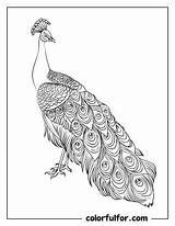 23 Beautiful Peacock Coloring Pages  Free PDF Printables Colorfulfor sketch template