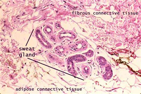 Salisbury's Graduate Histology: Connective Tissue