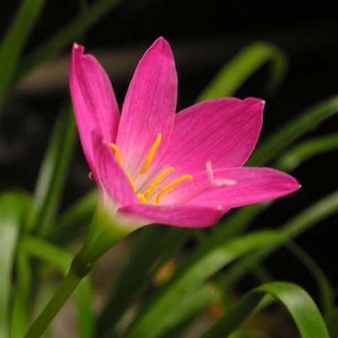 Zephyranthes Rosea Seeds (10 seeds) (Cuban Zephyr Lily, Pink Rain Lily) - Plant World Seeds