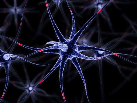 Brain's 'support cells' play active role in memory and learning