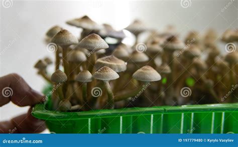 Cultivation of Psychedelic Mushrooms, Recreational Use of Magic Mushrooms Stock Photo - Image of ...