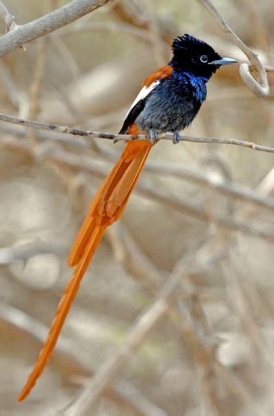 African Paradise-Flycatcher - BirdForum Opus | BirdForum