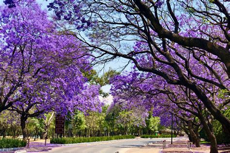 Jacaranda Tree Plant