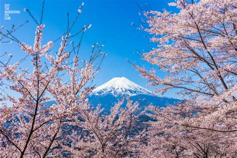 Cherry Blossoms at Mount Fuji Print | Wall Art Print of Japan