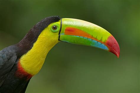 Gary Thoburn on Twitter: "‘Best of Costa Rica’, Black-faced Solitaire ...