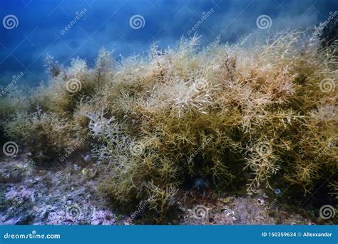 Forest of Seaweed, Seaweed Underwater, Underwater Scene Stock Photo ...