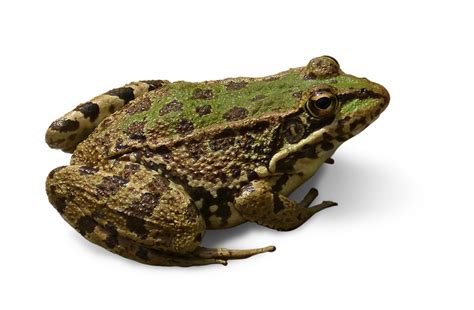 Frog Cropped Image Transparent · Free photo on Pixabay