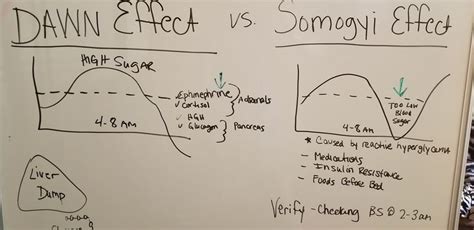 a whiteboard with diagrams on it and writing about the effects of dawn ...