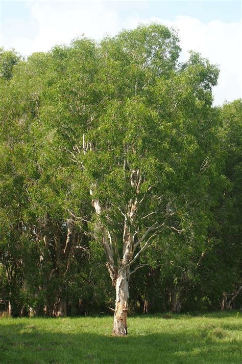 Melaleuca leucadendra - Alchetron, The Free Social Encyclopedia