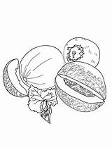 Honeydew Melon Coloring Pages Sketch Coloring Page sketch template
