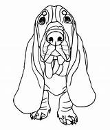 Basset Hound Coloring Pages  Best For Kids Dog sketch template