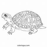 Turtle Coloring Pages Free Printable PDF sketch template