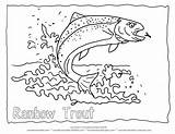 Rainbow Trout Coloring Page Pictures For Fish  sketch template
