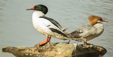 Staney Creek Mouth | Audubon Alaska