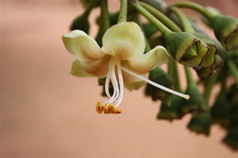 Flower of the kapok tree | Feedipedia