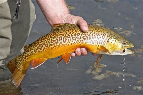 Tiger Trout | Fish, Fly fishing tips, Trout fishing