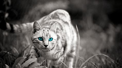 Wild Cat Wallpapers - Top Free Wild Cat Backgrounds - WallpaperAccess