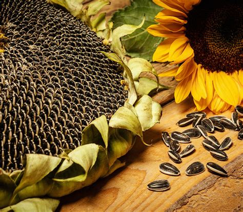 Sunflower Seeds - Scoular
