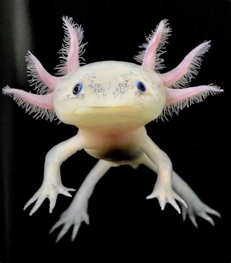 Are Axolotls Good Pets Reddit - Pet Spares