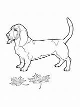 Basset Hound And Leaves coloring Page sketch template